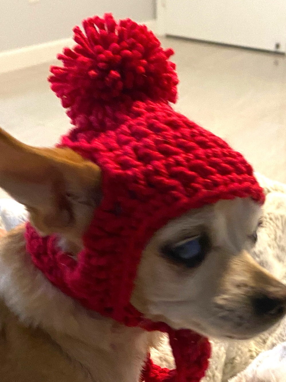 Dog Hat Small Dog Crochet Hat Red
